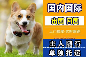 阿克苏地区宠物托运公司阿克苏地区宠物托运公司阿克苏地区宠物托运公司