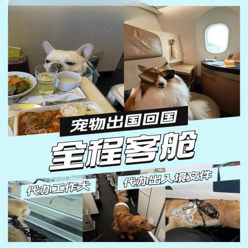 阿克苏地区宠物托运到白俄罗斯宠物入境规定和要求